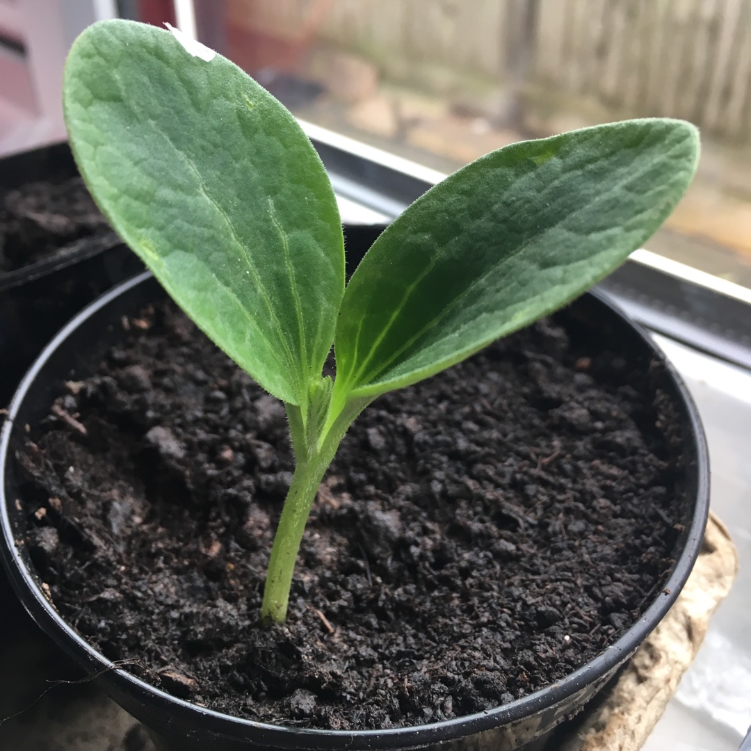 Cucurbita pepo var. Cylindrica Defender in the GardenTags plant encyclopedia Courgette Defender in the GardenTags plant encyclopedia