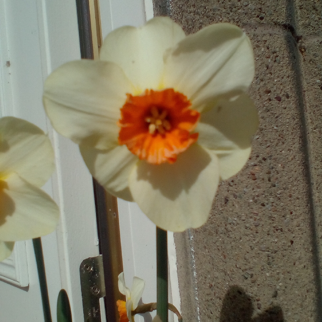 Narcissus Sempre Avanti in the GardenTags plant encyclopedia Daffodil Sempre Avanti (Large-cupped) in the GardenTags plant encyclopedia