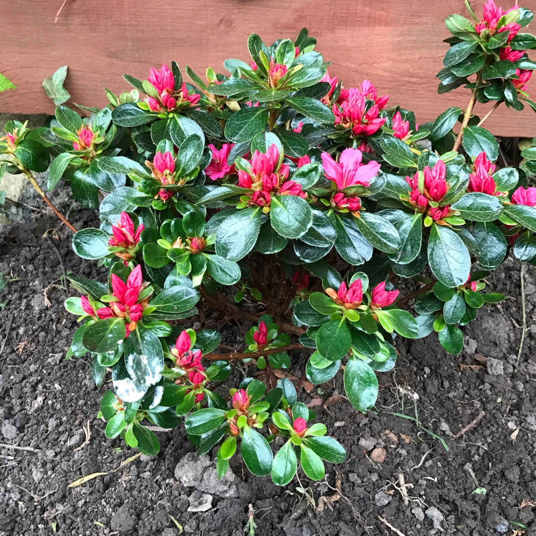 Rhododendron Hino Crimson in the GardenTags plant encyclopedia Azalea Hino Crimson in the GardenTags plant encyclopedia