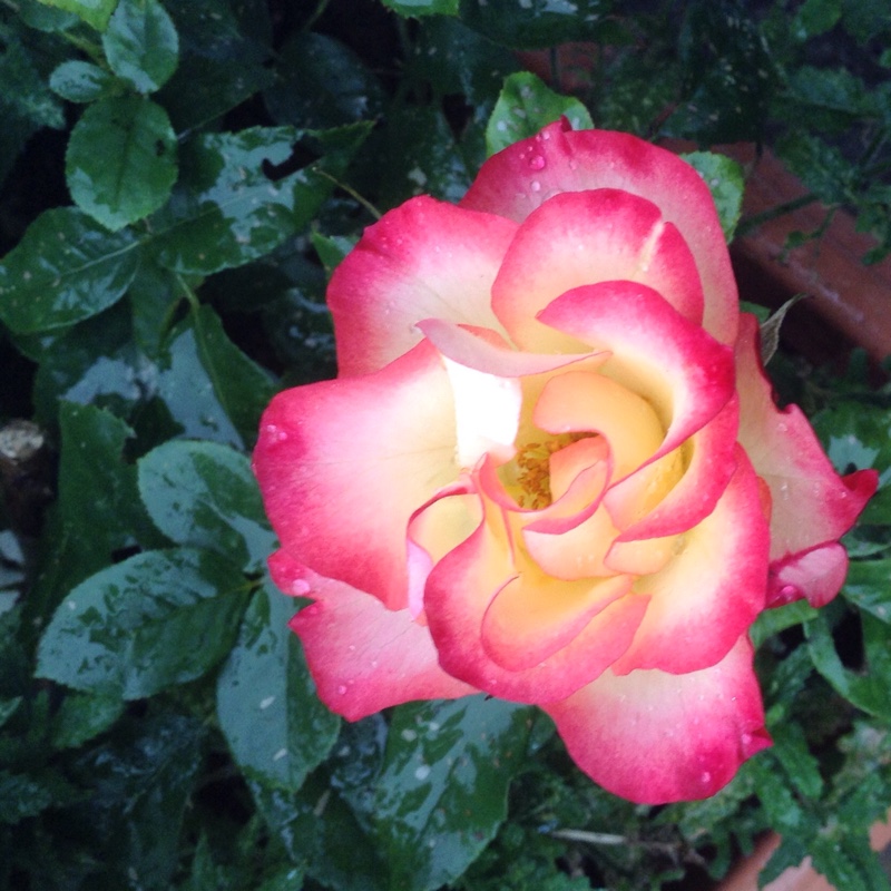 Rose Birthday Girl (Floribunda) in the GardenTags plant encyclopedia