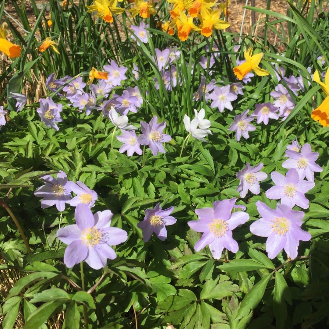 wood anemone Robinsoniana in the GardenTags plant encyclopedia