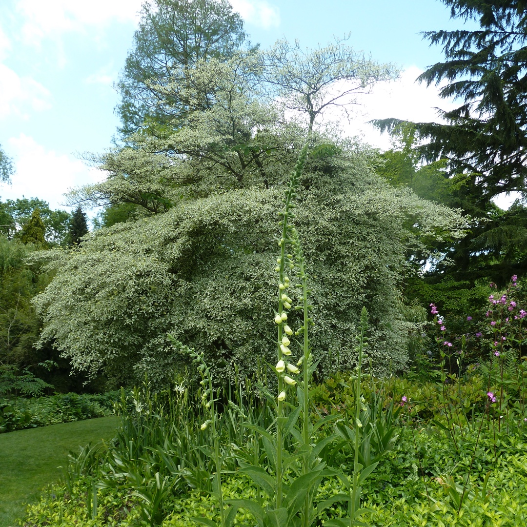 Cornus alternifoliaArgentia in the GardenTags plant encyclopedia Silver Pagoda Dogwood in the GardenTags plant encyclopedia