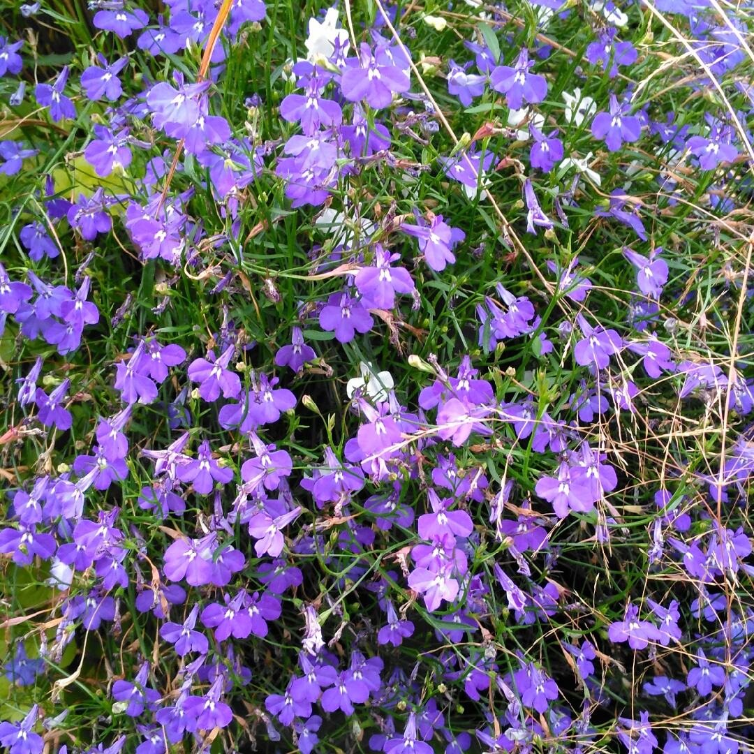 Lobelia erinus Cascade Mixed (Mix) in the GardenTags plant encyclopedia Lobelia Cascade (Mix) in the GardenTags plant encyclopedia