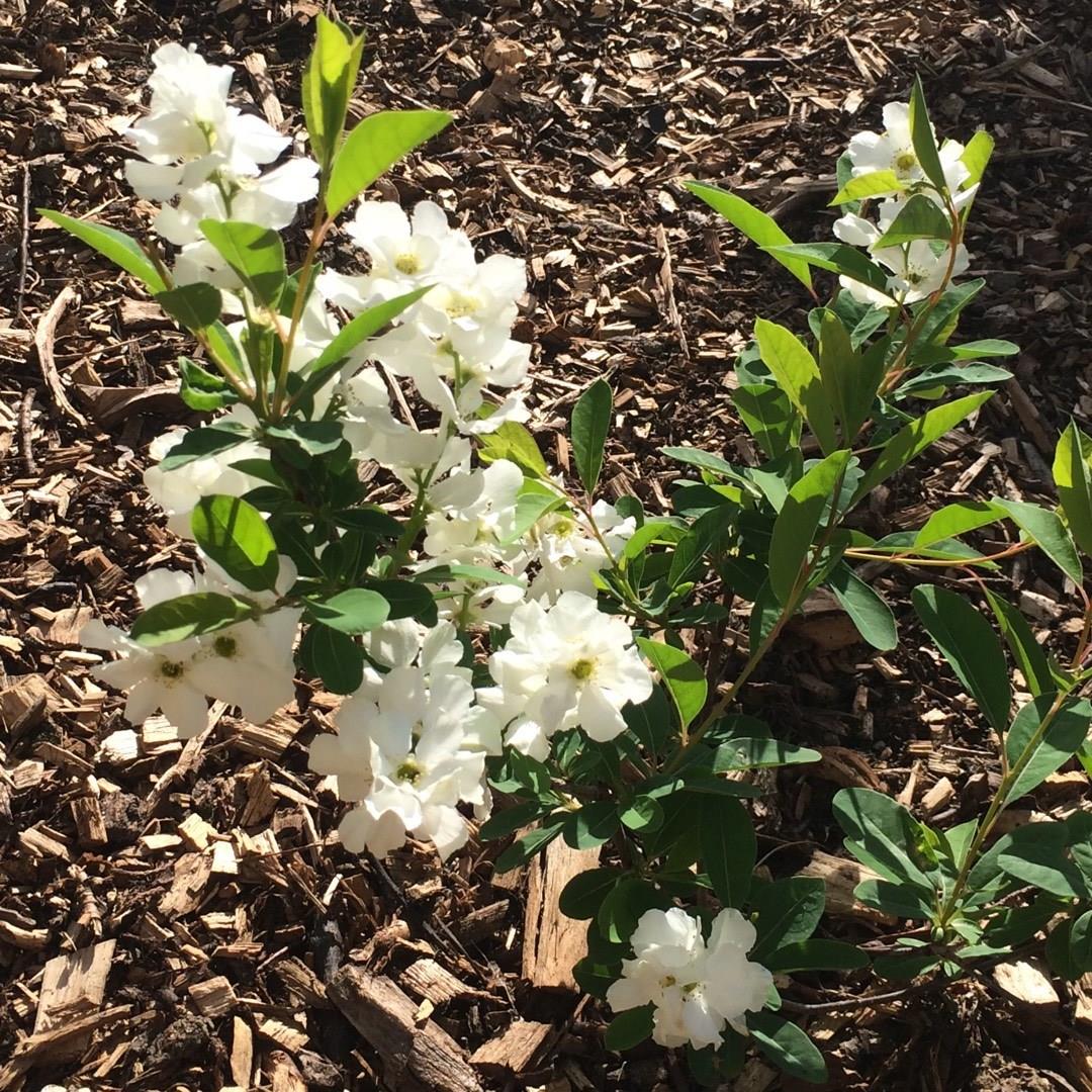 Exochorda Serratifolia Snow White in the GardenTags plant encyclopedia Pearl Bush Snow White in the GardenTags plant encyclopedia