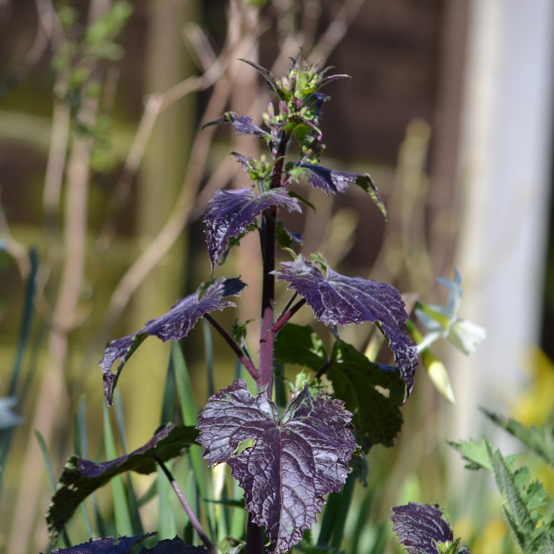 Honesty Chedglow in the GardenTags plant encyclopedia