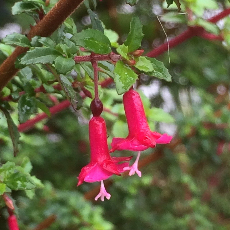 Fuchsia microphylla Pink in the GardenTags plant encyclopedia Small-leaved Fuchsia in the GardenTags plant encyclopedia