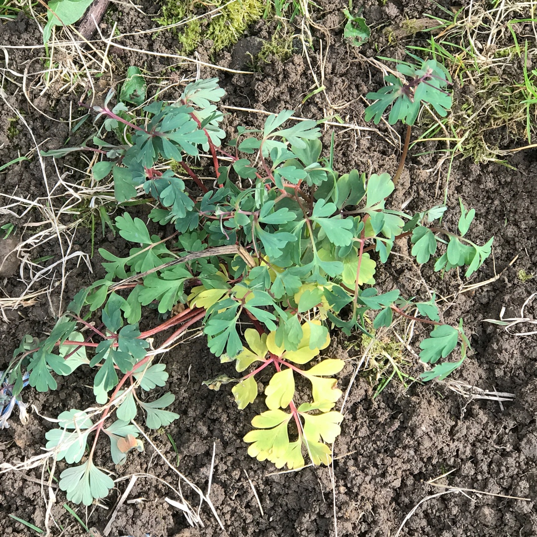 Corydalis Blue Heron in the GardenTags plant encyclopedia Bleeding Heart Blue Heron in the GardenTags plant encyclopedia