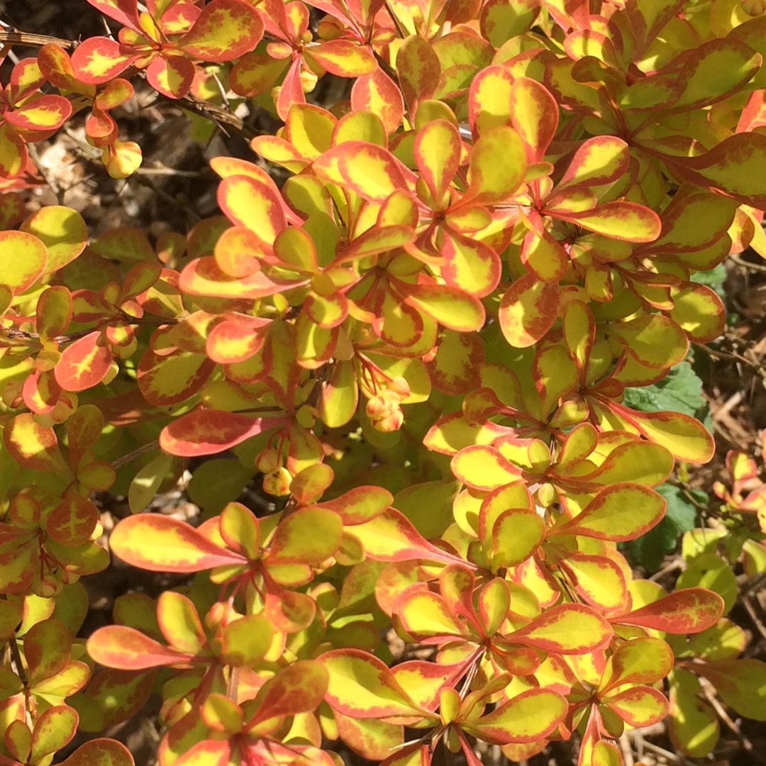 Berberis thunbergii Diabolicum in the GardenTags plant encyclopedia Japanese Barberry Diabolic in the GardenTags plant encyclopedia
