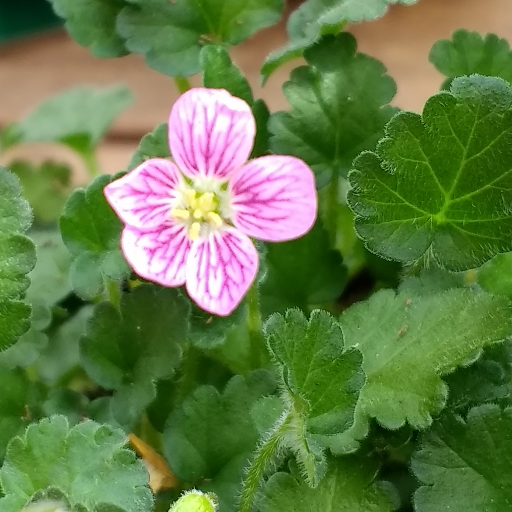 Erodium x variabile Flore Pleno in the GardenTags plant encyclopedia Storksbill Flore Pleno in the GardenTags plant encyclopedia