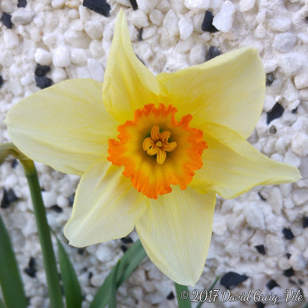 Narcissus Therapia in the GardenTags plant encyclopedia Daffodil Therapia (Small-cupped) in the GardenTags plant encyclopedia