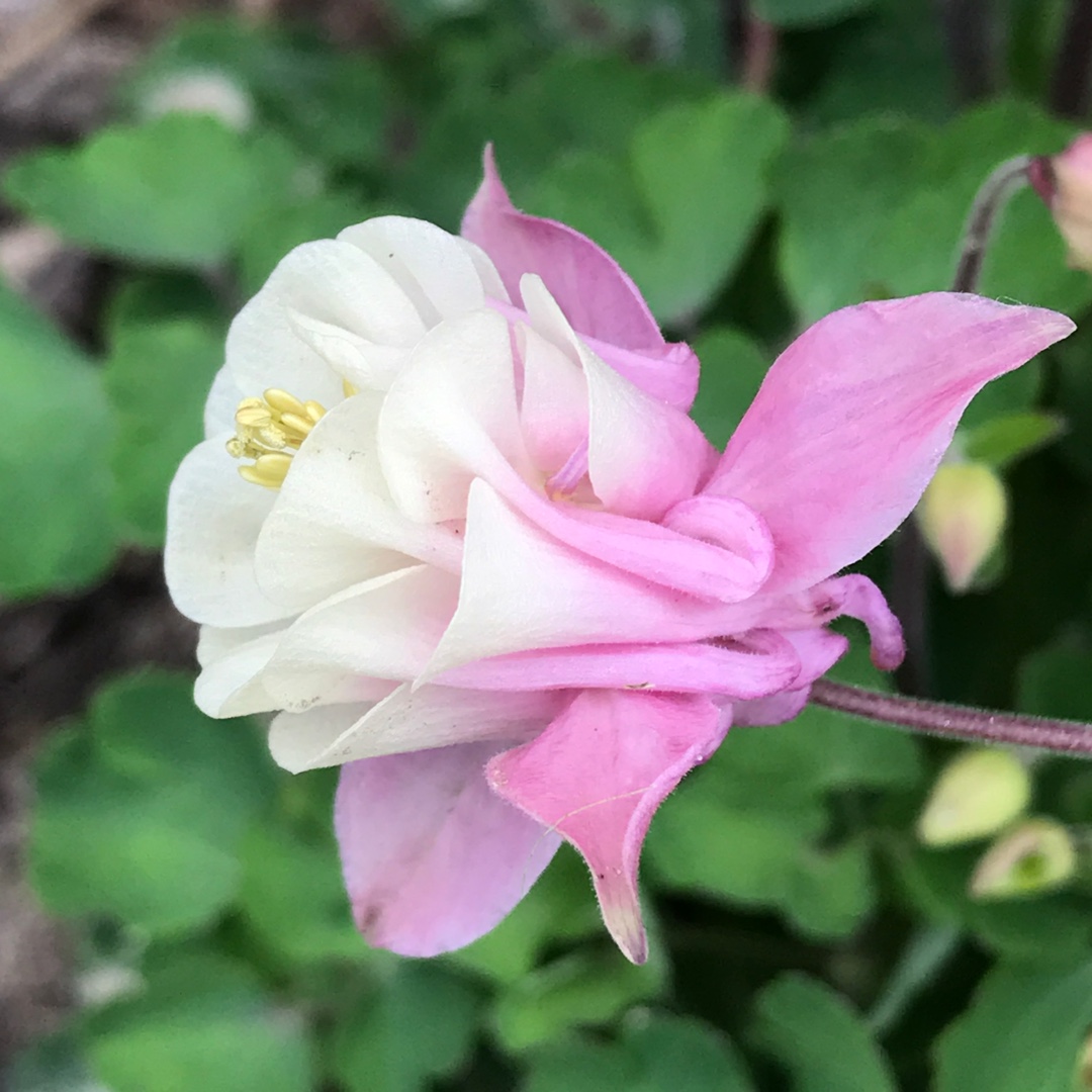 Aquilegia Winky Double Rose And White in the GardenTags plant encyclopedia Columbine Winky Double Rose And White (Winky Series) in the GardenTags plant encyclopedia