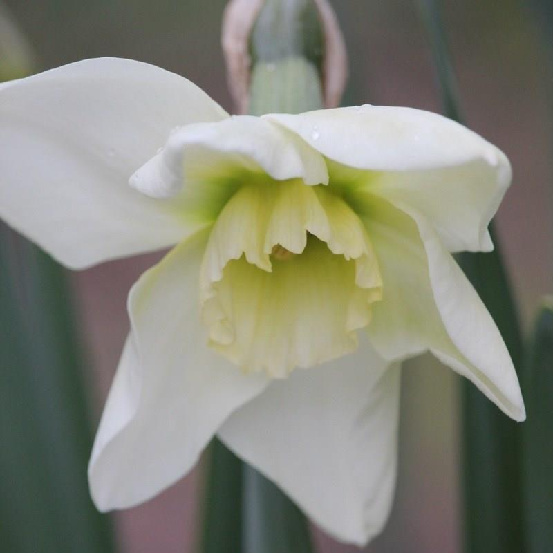 Narcissus Emerald Green in the GardenTags plant encyclopedia Daffodil Emerald Green (Large-cupped) in the GardenTags plant encyclopedia