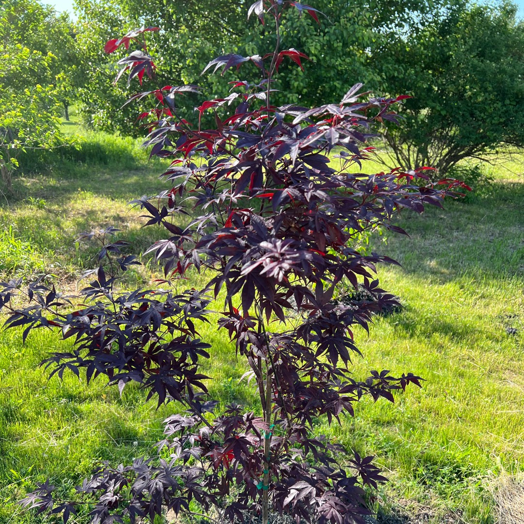 Acer palmatum Emperor One in the GardenTags plant encyclopedia Japanese Maple Emperor One in the GardenTags plant encyclopedia
