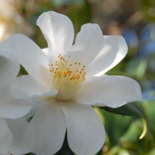 Camellia japonica Lily Pons in the GardenTags plant encyclopedia Camellia Lily Pons in the GardenTags plant encyclopedia