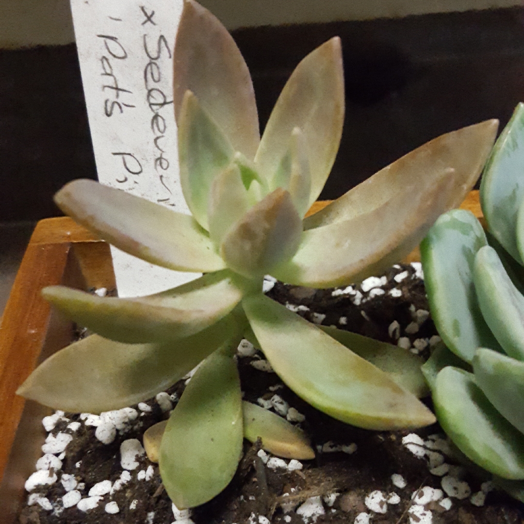 Sedum Pats Pink in the GardenTags plant encyclopedia