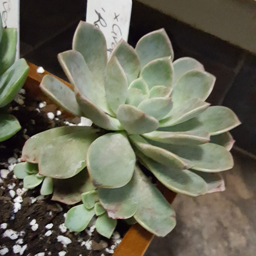 Graptopetalum Rose Queen in the GardenTags plant encyclopedia Graptopetalum Rose Queen in the GardenTags plant encyclopedia