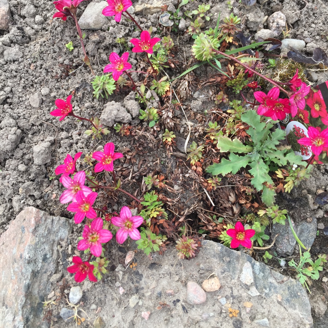 Saxifraga x arendsii Alpine Rose in the GardenTags plant encyclopedia Saxifrage Alpine Rose in the GardenTags plant encyclopedia