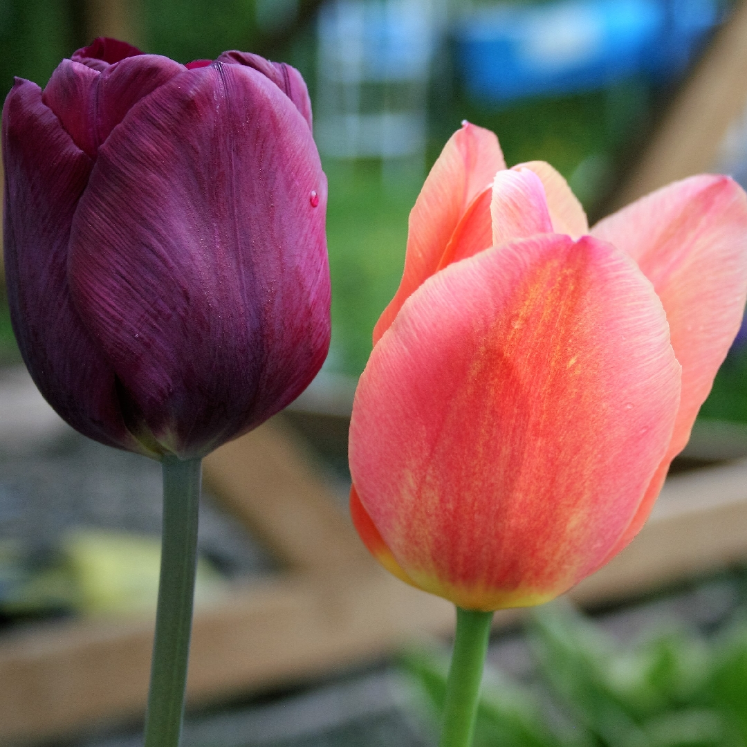 Tulipa Stunning Apricot in the GardenTags plant encyclopedia Tulip Stunning Apricot (Single Late) in the GardenTags plant encyclopedia