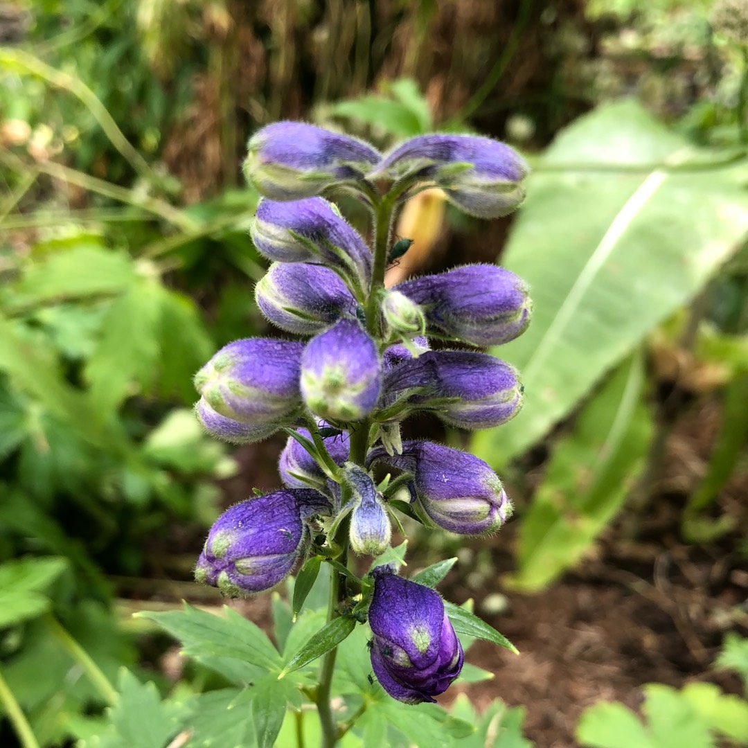Delphinium Excalibur Dark Blue Black Bee in the GardenTags plant encyclopedia Delphinium Excalibur Dark Blue Black Bee in the GardenTags plant encyclopedia