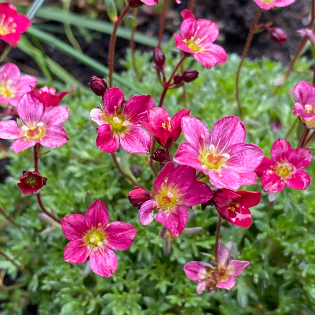 Saxifraga Pixi Pan Appleblossom in the GardenTags plant encyclopedia Saxifrage Pixi Pan Appleblossom in the GardenTags plant encyclopedia