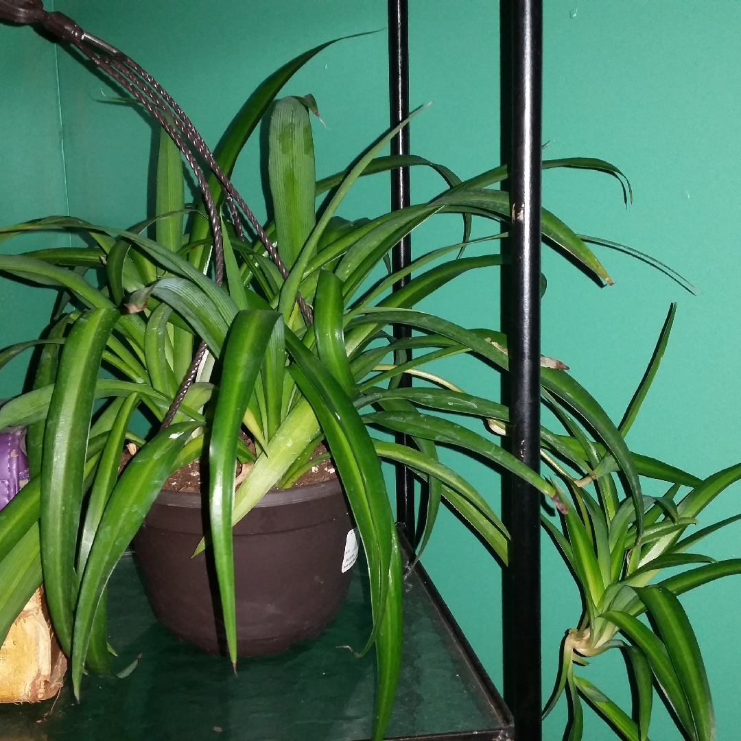 Hawaiian Spider Plant