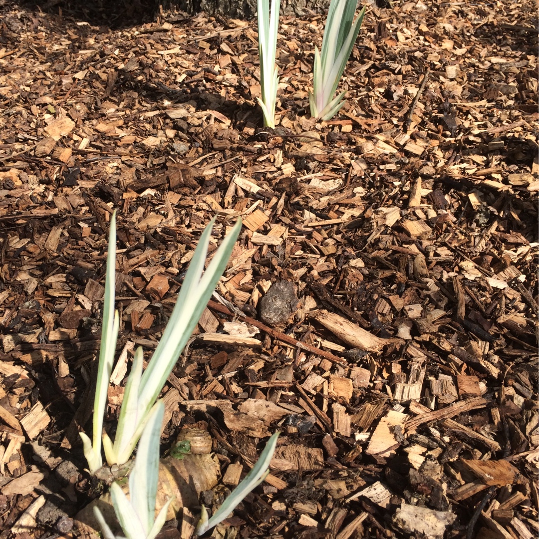 Iris Laevigata Variegata in the GardenTags plant encyclopedia Variegated Japanese Iris in the GardenTags plant encyclopedia
