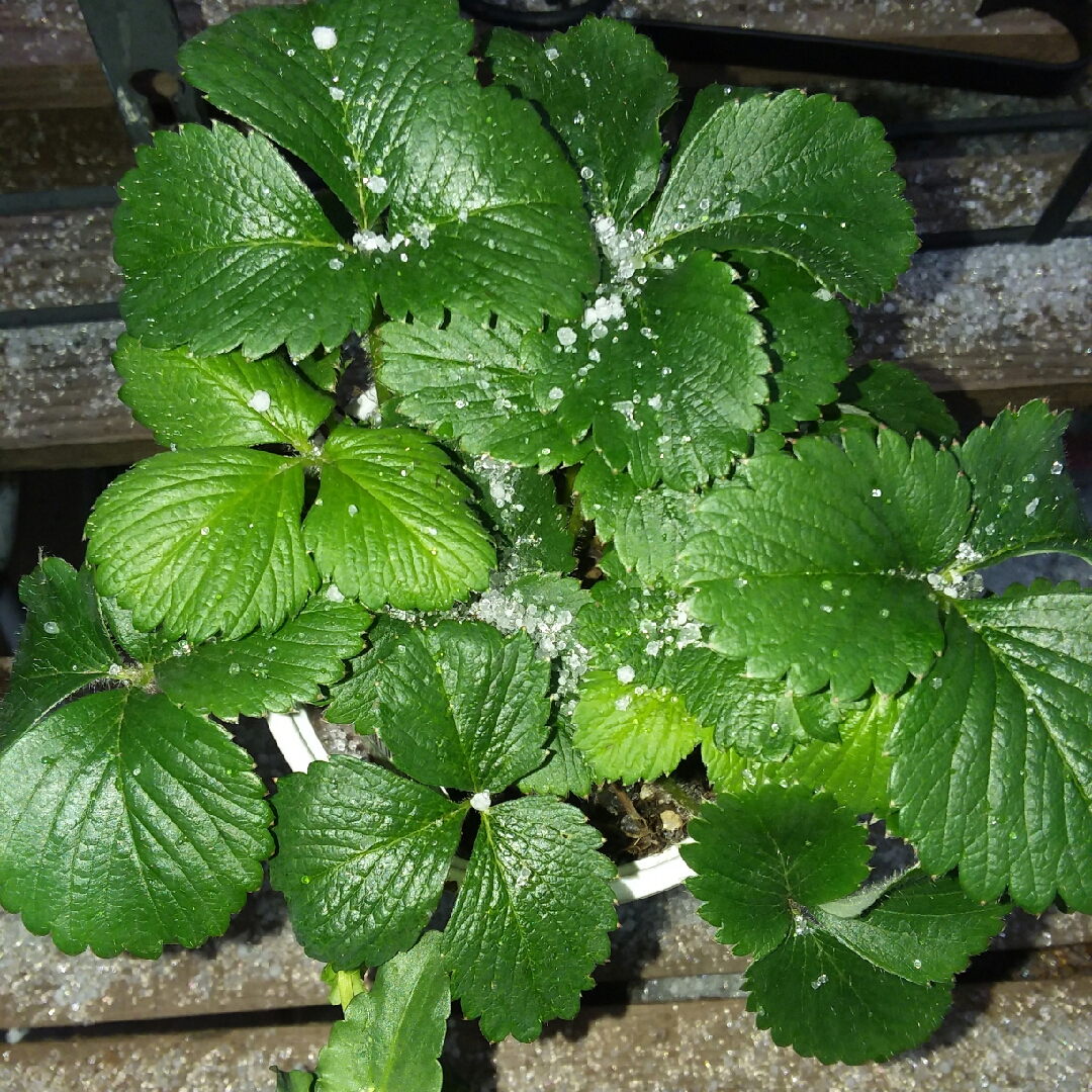 Fragaria x ananassa Ozark Beauty in the GardenTags plant encyclopedia Strawberry Ozark Beauty in the GardenTags plant encyclopedia