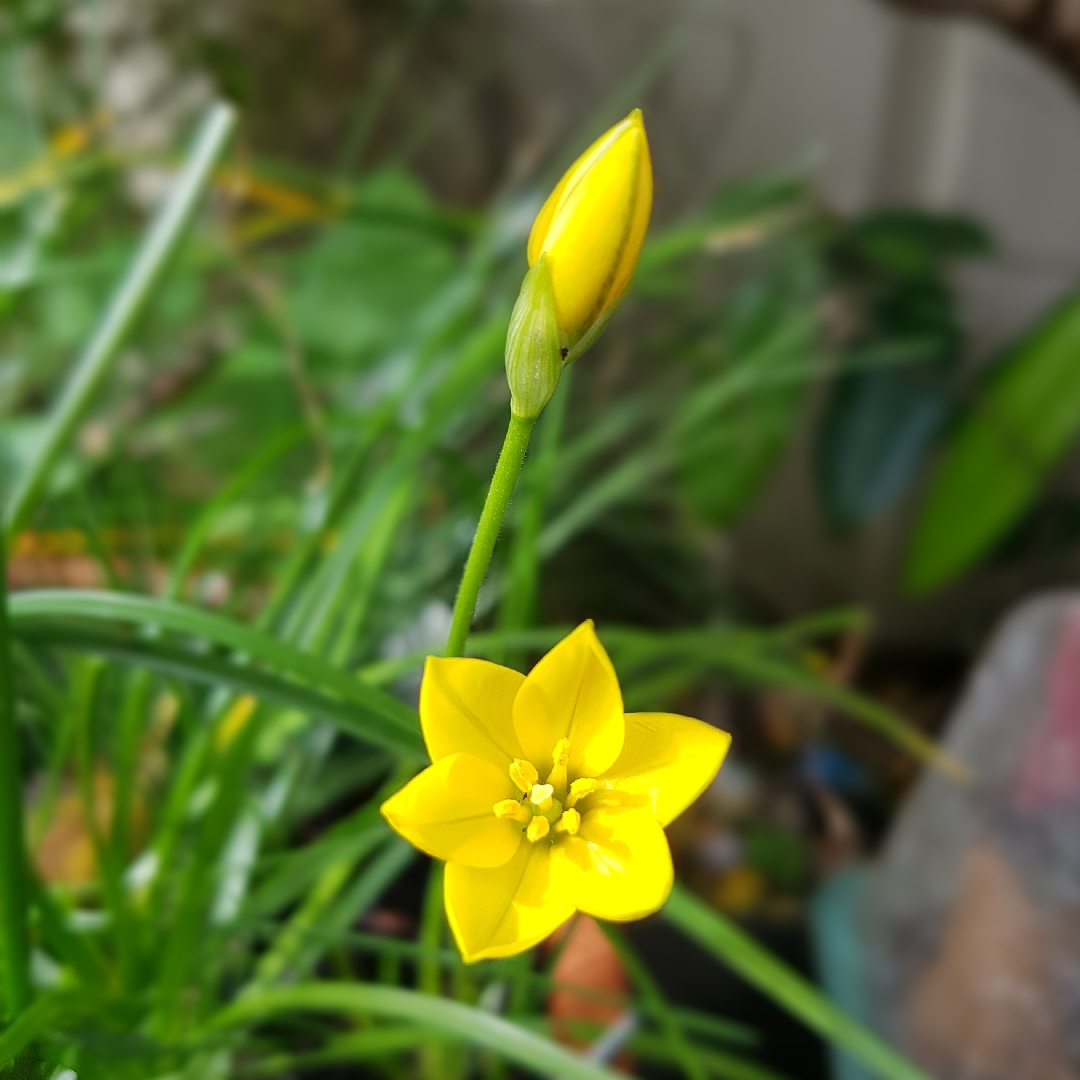 Nothoscordum hirtellum syn. Ipheion hirtellum in the GardenTags plant encyclopedia Yellow starflower in the GardenTags plant encyclopedia