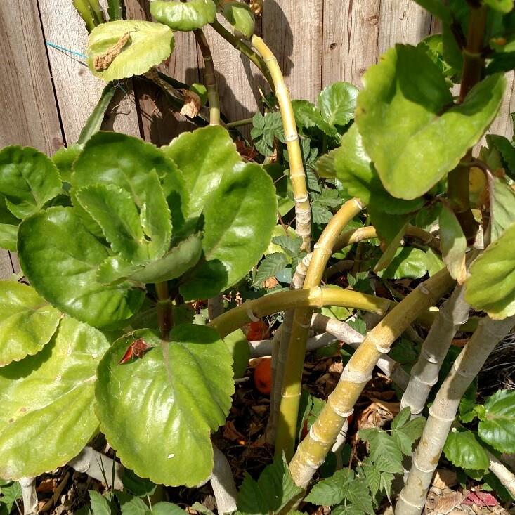 Big Leaf Kalanchoe in the GardenTags plant encyclopedia