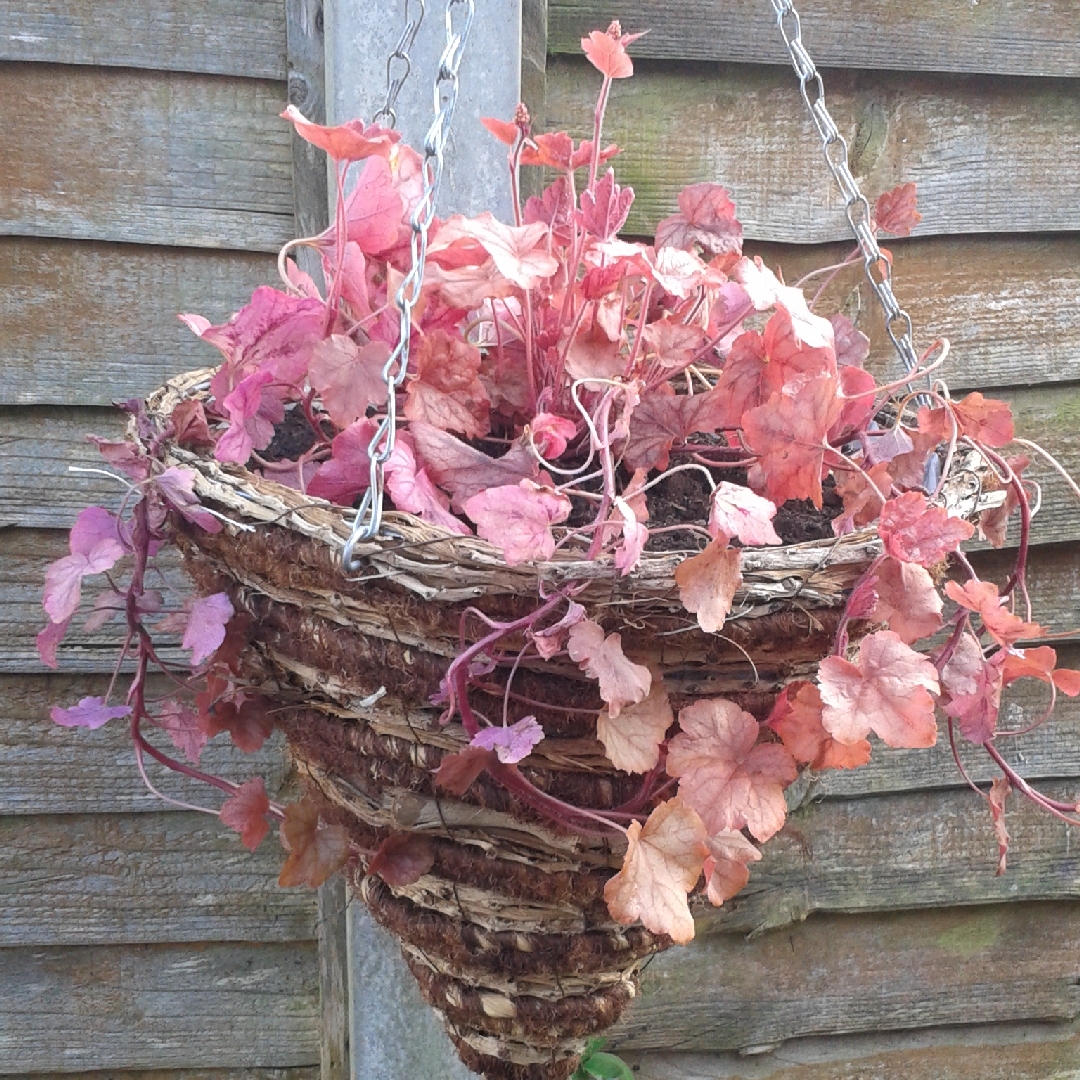 x Heucherella Copper Cascade in the GardenTags plant encyclopedia Foamy Bells Copper Cascade in the GardenTags plant encyclopedia