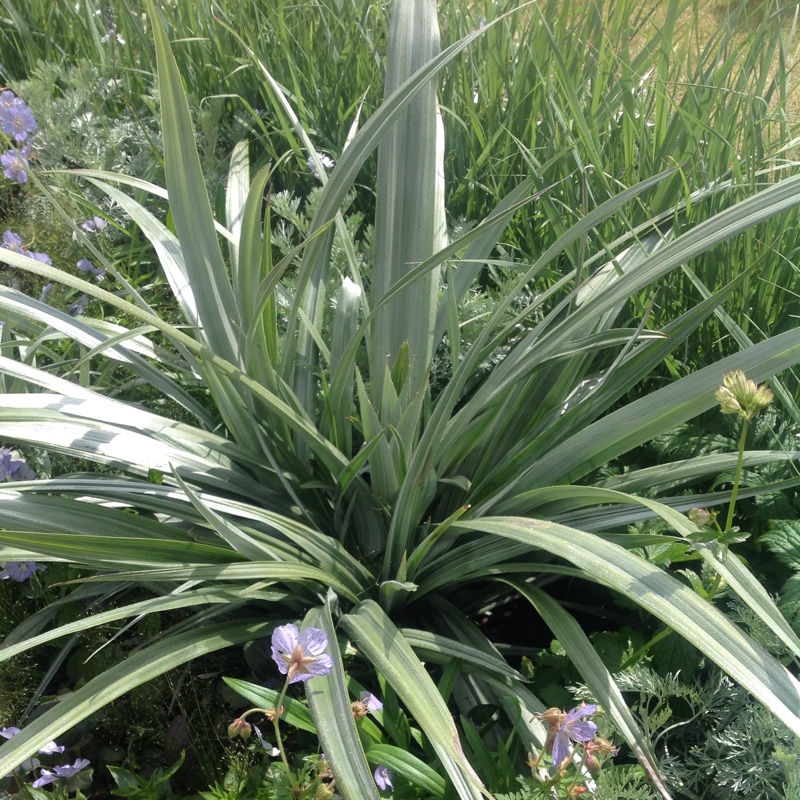 Astelia chathamica in the GardenTags plant encyclopedia Silver Spear in the GardenTags plant encyclopedia