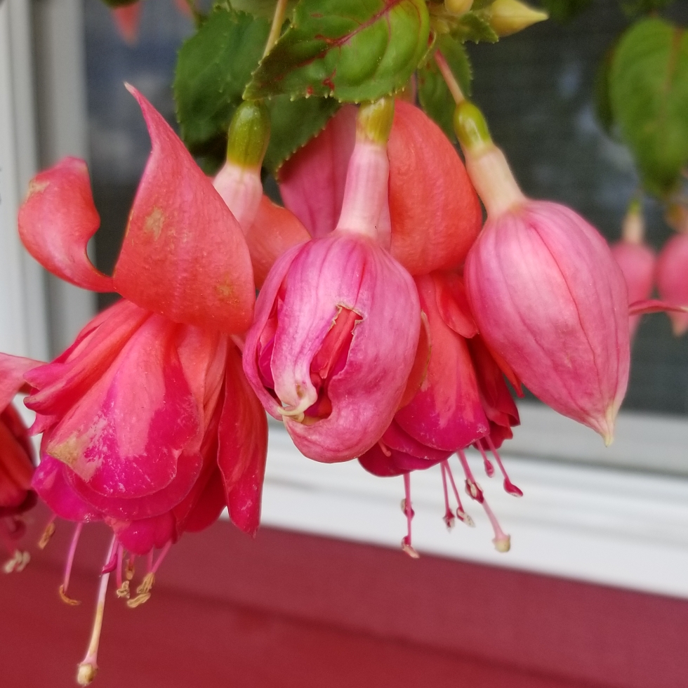 Fuchsia Bicentennial in the GardenTags plant encyclopedia Fuchsia Bicentennial in the GardenTags plant encyclopedia