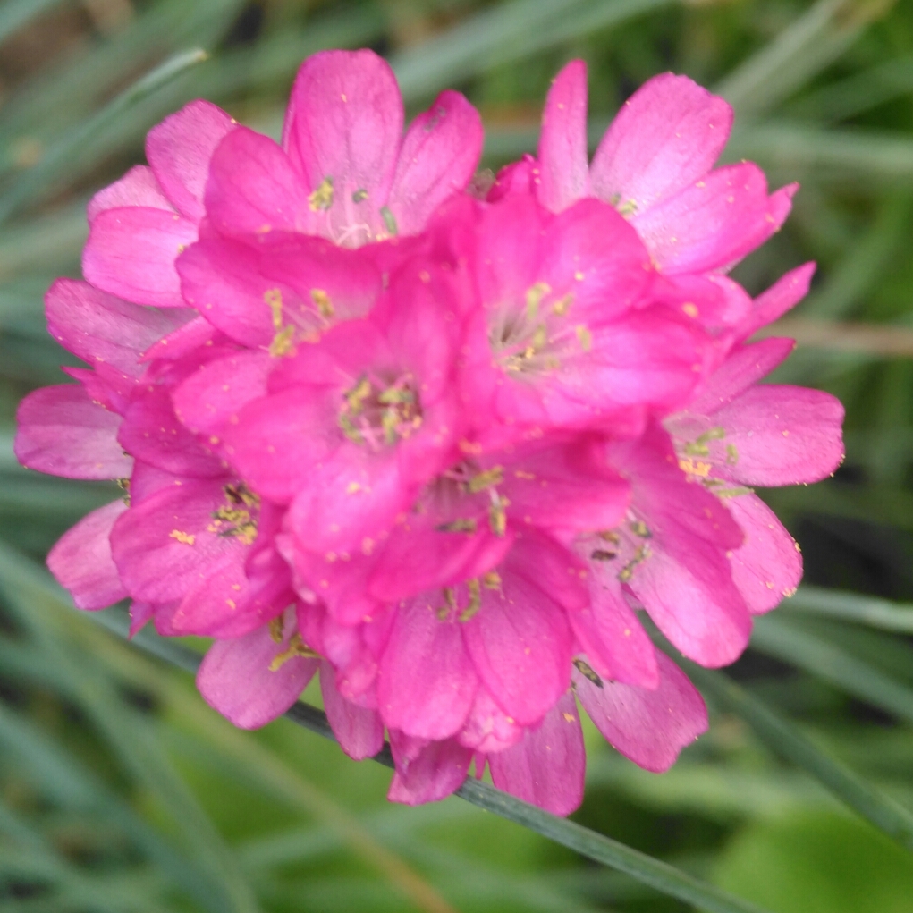 Great Thrift Ballerina Mixed (Mix) in the GardenTags plant encyclopedia