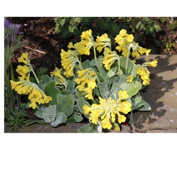 Primula Auricula Special Yellow in the GardenTags plant encyclopedia Auricula Special Yellow in the GardenTags plant encyclopedia