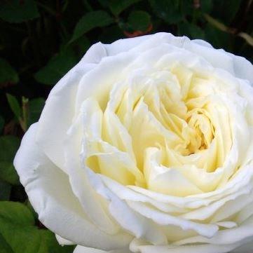Rosa Diamond Wedding in the GardenTags plant encyclopedia Rose Diamond Wedding in the GardenTags plant encyclopedia