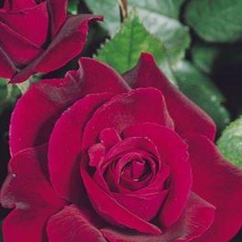 Rosa Ruby Wedding in the GardenTags plant encyclopedia Rose Ruby Wedding in the GardenTags plant encyclopedia