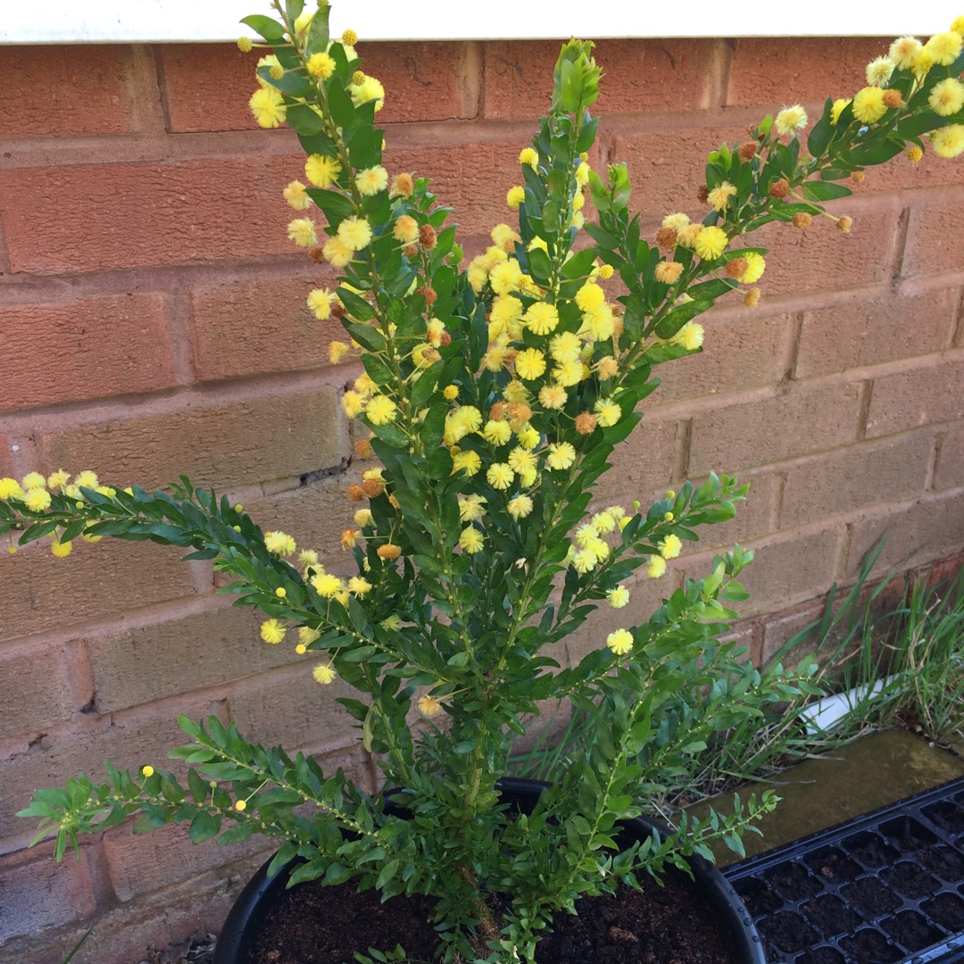 Acacia armata in the GardenTags plant encyclopedia Mimosa in the GardenTags plant encyclopedia