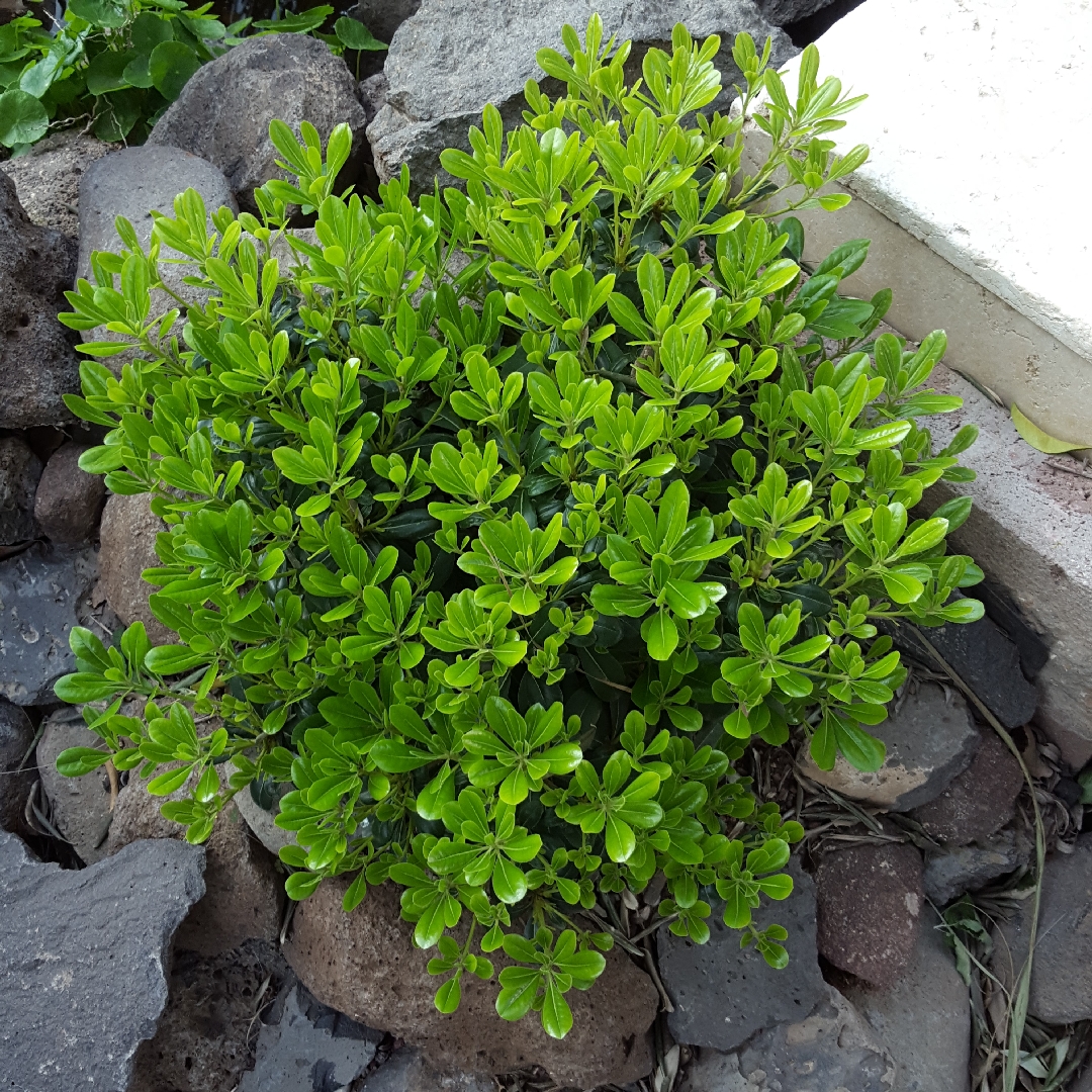 Pittosporum tobira Wheelers Dwarf in the GardenTags plant encyclopedia Japanese Pittosporum Wheelers Dwarf in the GardenTags plant encyclopedia