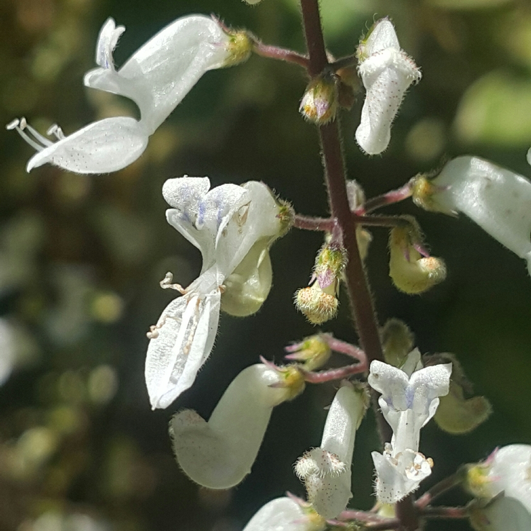 Plectranthus forsteri Marginatus syn. Plectranthus coleoides Marginatus, Plectranthus glabratus Marginatus in the GardenTags plant encyclopedia White Edged Swedish Ivy Marginatus in the GardenTags plant encyclopedia