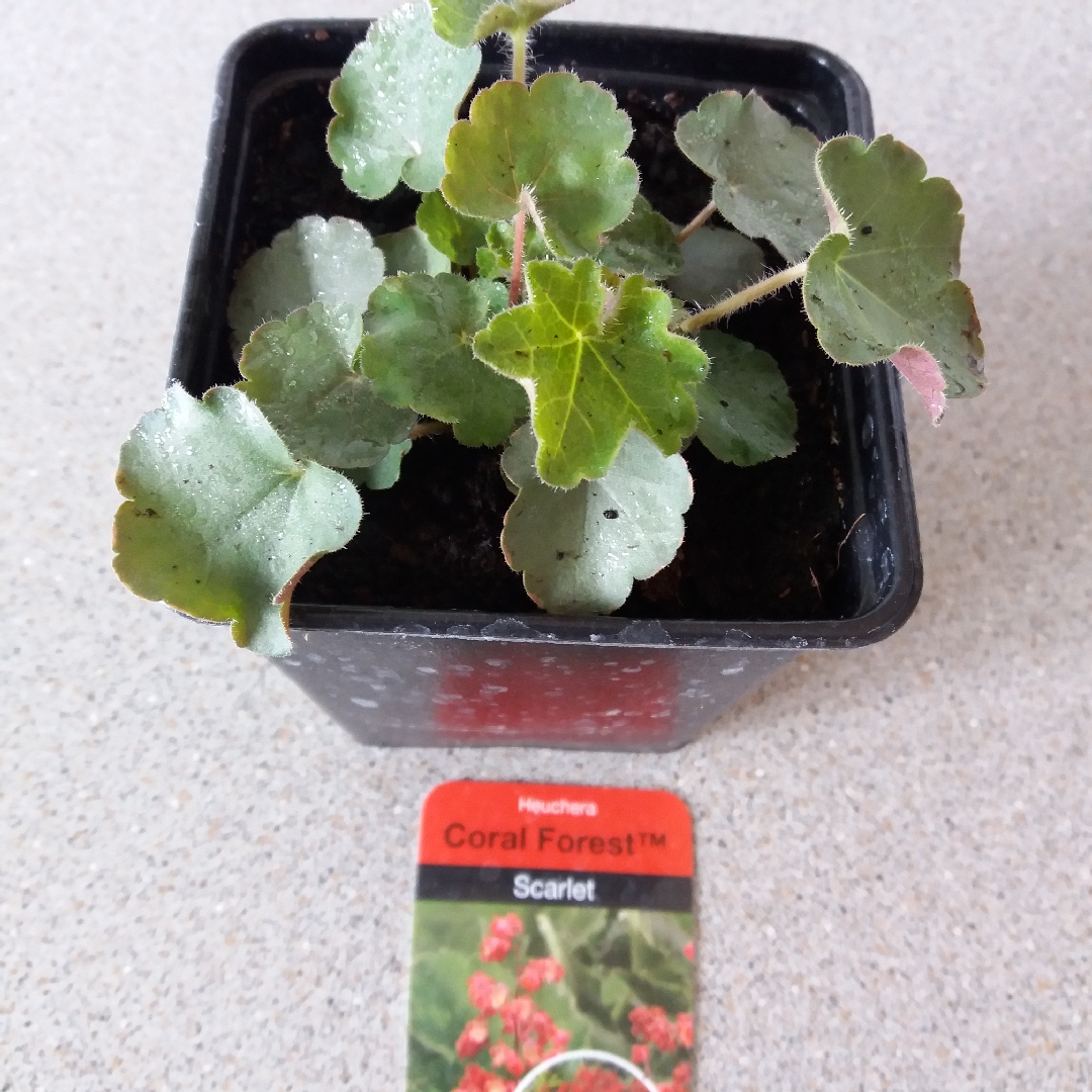 Heuchera Scarlet in the GardenTags plant encyclopedia Alumroot Scarlet in the GardenTags plant encyclopedia