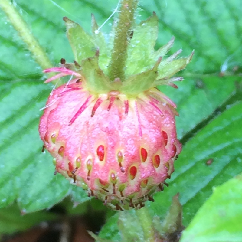 Fragaria moschata in the GardenTags plant encyclopedia Musk Strawberry in the GardenTags plant encyclopedia