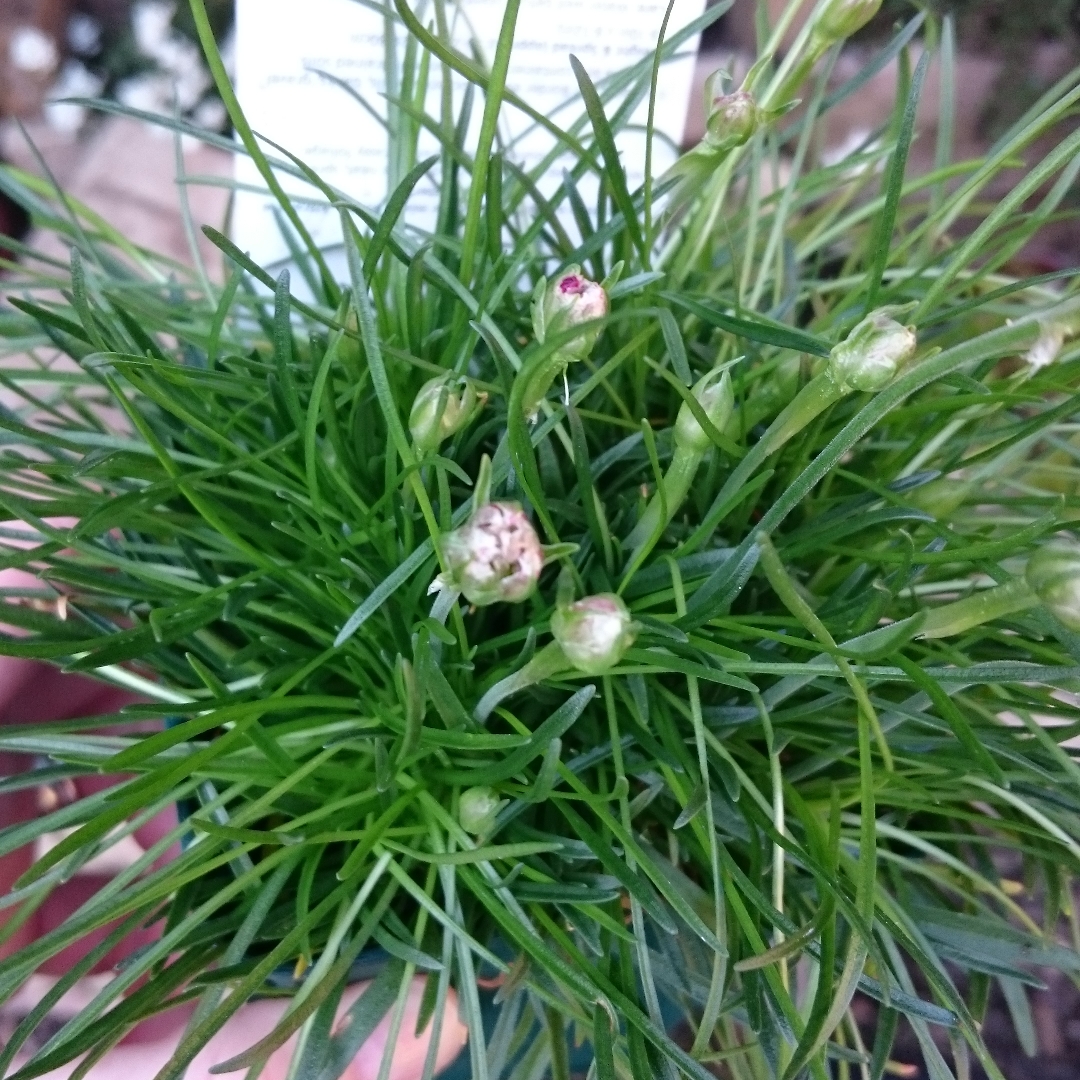 Armeria maritima Armada Rose in the GardenTags plant encyclopedia Thrift Armada Rose in the GardenTags plant encyclopedia