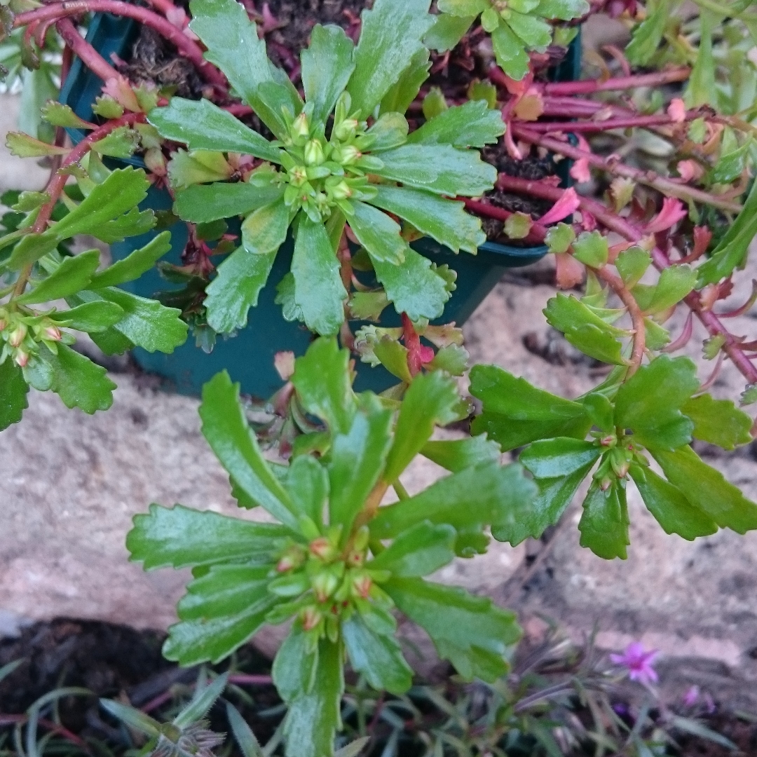 Sedum kamtschaticum Weihenstephaner Gold in the GardenTags plant encyclopedia Sedum Weihenstephaner Gold in the GardenTags plant encyclopedia