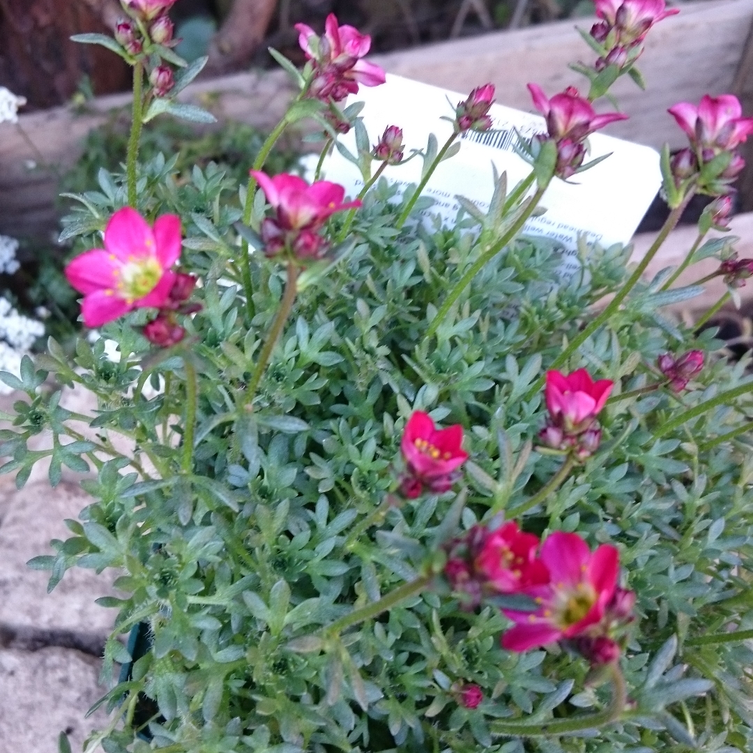 Saxifraga arendsii-hybride Harder Zwerg in the GardenTags plant encyclopedia Saxifraga hybrid Harder dwarf in the GardenTags plant encyclopedia
