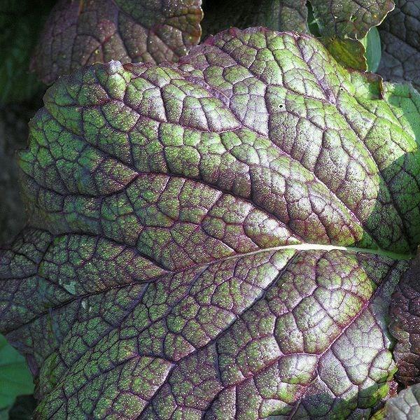 Brassica juncea Red Giant in the GardenTags plant encyclopedia Mustard Red Giant in the GardenTags plant encyclopedia