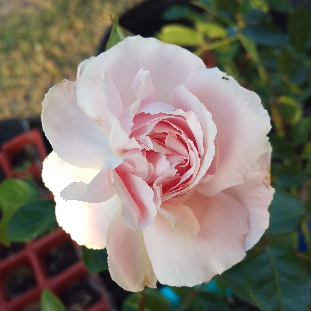 Rosa First Crush in the GardenTags plant encyclopedia Rose First Crush in the GardenTags plant encyclopedia