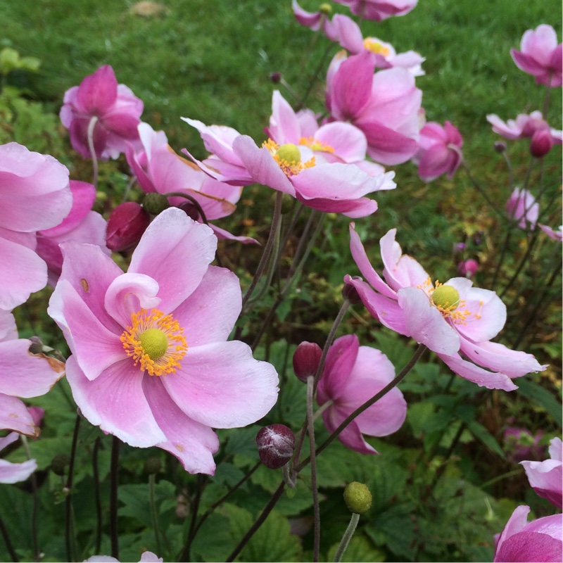Anemone hupehensis var. japonica x hybrida Konigin Charlotte in the GardenTags plant encyclopedia Japanese Anemone Queen Charlotte in the GardenTags plant encyclopedia