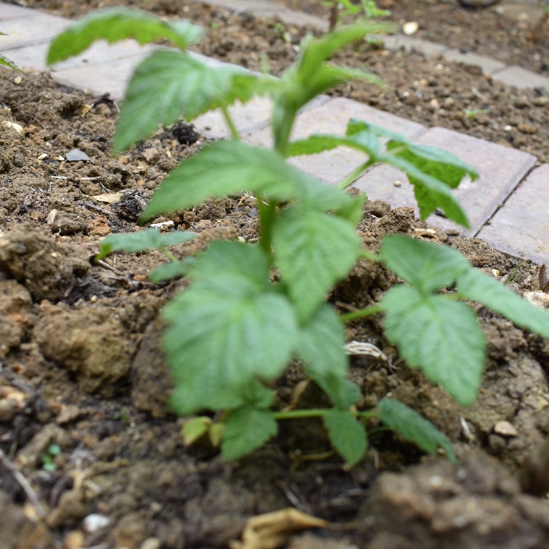 Rubus idaeus Malling Jewel in the GardenTags plant encyclopedia Raspberry Malling Jewel in the GardenTags plant encyclopedia