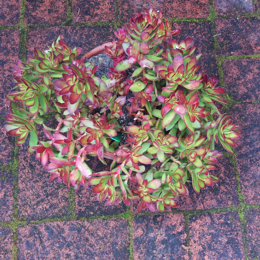 Crassula platyphylla Burgundy in the GardenTags plant encyclopedia