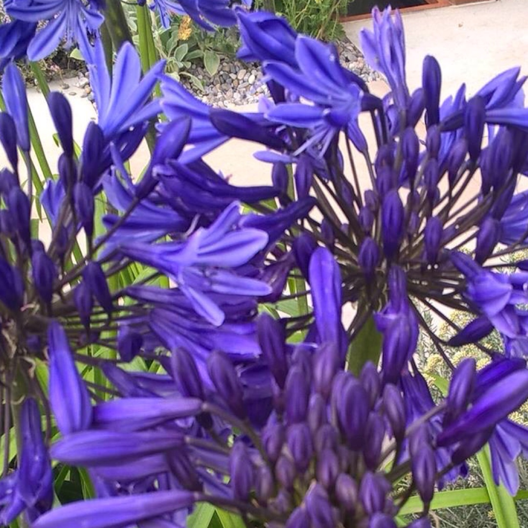 Agapanthus Purple Cloud in the GardenTags plant encyclopedia African Lily Purple Cloud in the GardenTags plant encyclopedia